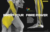 BOOST YOUR FIBRE POWER - ActivateTransformPerform · 2019-02-12 · the hip flexors, which initiate your body’s running movement, and it stimulates the relaxation response, helping