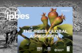 THE IPBES GLOBAL ASSESSMENT...2019/06/11  · IPBES-7 approved scoping of a nexus assessment (biodiversity, food/agriculture, water, health and climate change) and an assessment of
