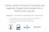 Cellular uptake and toxicity of positively and negatively ... · Cellular uptake and toxicity of positively and negatively charged silica nanoparticles in A549 human lung cells Elisabeth