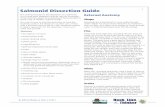 Salmonid Dissection Guide - Wisconsin Department of ...€¦ · Salmonid Dissection Guide This activity focuses on the dissection of a salmonid. ... used for steering and for balance.