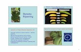 15 - Arapia Banana ripening 2017 - Postharvestpostharvest.ucdavis.edu/files/261293.pdf · 5 Banana Ripening Temperature 65 60 55 0 4 8 a e soft pulp above 65°F chilling below 56°F