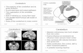 Premotor, Cerebellum loopprism.bham.ac.uk/courses/Cerebellum_08.pdfCerebellum • The anatomy of the cerebellum and itsThe anatomy of the cerebellum and its gross divisions • Its