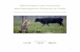 Wild Predator Loss Prevention Best Management Practices ... · used for protecting sheep from predators. Some guardian animals have also been used to protect cattle. Guardian dogs