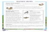 Garden Birds · 2020-05-06 · Numbers of Common Garden Birds There has been a significant drop in the number of starlings in the last few years. Some people think this is because
