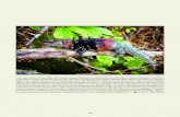 mesoamericanherpetology.com · 263 Ctenosaura defensor (Cope, 1866). The Yucatecan Spiny-tailed Iguana, a regional endemic in the Mexican Yucatan Peninsula, is distributed in the
