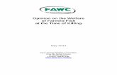 Opinion on the Welfare of Farmed Fish at the Time of Killing · 2014-06-11 · Opinion on the Welfare of Farmed Fish at the Time of Killing Scope 1. The 1996 FAWC Report on the Welfare