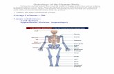Osteology of the Human Body - Frontier Central School District · 2018-08-08 · 1 Osteology of the Human Body Without the skeletal system, you would be unable to engage in activities