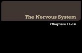 The Nervous System...Describe the anatomy, histology, and physiology of the central and peripheral nervous systems and name the major divisions of the nervous system. Identify the