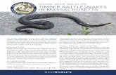 LIVING WITH WILDLIFE TIMBER RATTLESNAKES IN MASSACHUSETTS · LIVING WITH WILDLIFE TIMBER RATTLESNAKES IN MASSACHUSETTS The timber rattlesnake is the most critically imperiled reptile