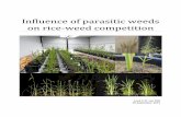 Influence of parasitic weeds on rice-weed competition · Recent field observations suggest that the presence of parasitic weeds influences the competitive relations between rice and