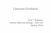 Cetacean Evolution - University of California, San Diegocetus.ucsd.edu/SIO133/PDF/6 - Cetacean Evolution.pdf · Cetacean Evolution Lisa T. Ballance Marine Mammal Biology – SIO 133