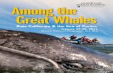 Among the Great Whales - Betchart Expeditions · 2010-05-21 · The second largest whales, fin whales, are sometimes observed in large numbers here, as well as Bryde’s, humpbacks