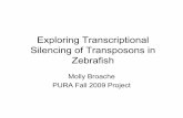 Exploring Transcriptional Silencing of Transposons …...Exploring Transcriptional Silencing of Transposons in Zebrafish Molly Broache PURA Fall 2009 Project Transposons • Parasitic