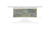An Evolutionary Look at the Anatomy and Behavior of the ... · An Evolutionary Look at the Anatomy and Behavior of the Galápagos Four-Eyed Blenny Figure 1- Galápagos Four-Eyed Blenny,