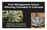 Pest Management Issues Affecting Cannabis in Colorado · • Insecticidal soaps (some) • Horticultural oils – Mineral – Seed/Vegetable • Various essential oils • Pyrethrins