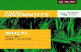 WHEAT - Home - GRDC€¦ · cereals, including oat aphid, corn aphid, rose-grain aphid, and. the fourth species, rice root aphid, which exists in the northern grain region, but does