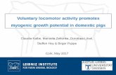 Voluntary locomotor activity promotes myogenic growth ... · Voluntary locomotor activity promotes myogenic growth potential in domestic pigs Claudia Kalbe, Manuela Zebunke, Dorothea