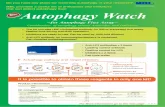 for Autophagy Flux Assay - MBLruo.mbl.co.jp/.../pdf/146333Autophagywatch_MBL_web.pdf · LC3-I LC3-II * treatment ex.) starvation, knockout, etc. How to Interpret LC3 Western blotting