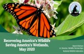 Recovering America’s Wildlife Saving America’s Wetlands ... · •$97.5 million for tribes. Monarch DECLINE. America’s wildlife are at risk • 1/3 of species at risk of extinction