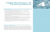 Light Reactions of Photosynthesis 4 · 2020-04-02 · Photosynthesis has been pivotal in the development of complex life forms on this planet. This process converts light energy into