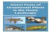 Insect Pests of Ornamental Plants in the Home Landscapeextension.msstate.edu/sites/default/files/publications/publications… · 4 Insect Pests of Ornamental Plants in the Home Landscape