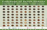 Ladybugs of South Dakotalostladybug.org/file_uploads/Ladybugs_of_SD_poster.pdf · 2013-05-31 · Ladybugs of South Dakota ® w w w . l o s t l a d y b u g . o r g SDSU adheres to