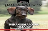HEMANGIOSARCOMA RESEARCH - Purina® Pro Club · HEMANGIOSARCOMA RESEARCH Artiﬁcial Intelligence Aids Early Detection of Cancer. SPRING 2019 HEMANGIOSARCOMA RESEARCH ADVANCES DACHSHUNDS