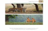 DUNS # 86-215-3442 A TIGER PAWS WILDLIFE TOUR OF CENTRAL ... · Kanha National Park and Tiger Reserve is the largest protected area in central India. Tracts of ... Bandhavgarh National