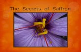 The Secrets of Saffronsaffron/Resources...Eastern Asia, Saffron’s yellow dye was the perfection of beauty and it’s odour a perfect ambrosia. …..Maude Grieve A Modern Herbal Saffron