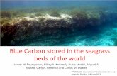 Blue Carbon stored in the seagrass beds of the world J Fourqurean.pdfBlue Carbon stored in the seagrass beds of the world James W. Fourqurean, Hilary A. Kennedy, Nuria Marbà, Miguel