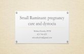 Small Ruminant: pregnancy care and dystocia · Small Ruminant: pregnancy care and dystocia ... Pregnancy Toxemia •A negative energy state of the female due to inability to consume