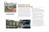Poultry in Urban Areas - Extension Marathon County · for, chickens raised in an urban backyard aren’t necessarily any noisier or smellier than dogs. One concern frequently mentioned