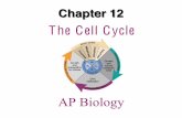 The Cell Cycle · ±Reproduction, growth, and development The division of a single cell reproduces an entire unicellular organism (Ex: Amoeba) Some multicellular organisms can reproduce