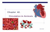 Chapter 42. Circulation in Animals · 2008-04-24 · Chapter 42. Circulation in Animals. AP Biology 2005-2006. AP Biology 2005-2006 What are the issues ... AP Biology 2005-2006 Closed