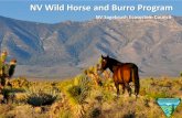 Wild Horse and Burro Program - Nevadasagebrusheco.nv.gov › uploadedFiles › sagebrusheconvgov...Wild Horse Annie Act of 1959 Made it illegal to use an aircraft or motor vehicle
