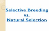 Natural Selection vs. Selective Breeding€¦ · Natural Selection vs. Selective Breeding Natural Selection Selective Breeding Change in genetic traits over time because of environmental