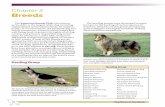 Chapter 2 Breeds - Ohio 4-H Dog Resource... Chapter 2 Breeds The American Kennel Club, also known as the AKC, is the largest of the dog recording organizations in the United States.