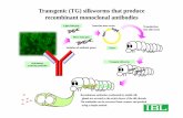 Transgenic (TG) silkworms that produce recombinant ... · Transgenic (TG) silkworms that produce recombinant monoclonal antibodies Recombinant antibodies synthesized by middle silk