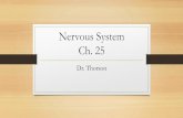 Nervous System Ch. 25 - Florida Technical collegeftc-drthorson.weebly.com/uploads/5/5/4/4/55444029/... · Upon completion of this lesson, students should be able to: 5.State the functions