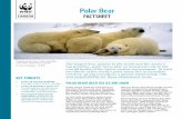 Global Arctic Programme Polar Bearassets.wwf.ca/downloads/polar_bear_fact_sheet_1.pdf · The largest bear species in the world and the Arctic’s top predator, polar bears play an
