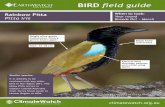 BIRD field guide - ClimateWatch...BIRD field guide Rainbow Pitta Pitta iris When to look: Year round Breeds Oct - March Image courtesy of Flickr user Geoff Whalan 2015 Similar species: