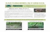 EARTHWORMS IN FORESTS - Vermont · 2018-12-20 · Many forests converted from agriculture have residual earthworm populations. Forests without this land use history, such as forests