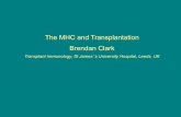 The MHC and Transplantation Brendan Clark · The MHC – Basics • Set of genes found in all vertebrate species • Important role in immune function, disease susceptibility and