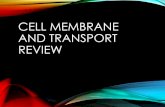 Cell Membrane and Transport Review · Passive transport Facilitated diffusion Active transport Iiíííí: tiíi} Diffusion . H20 Lysed H20 Turgid (normal) H20 Normal H20 Flaccid