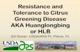 Resistance and Tolerance to Citrus Greening …...Tolerance to Citrus Greening Disease AKA Huanglongbing or HLB Ed Stover- USDA/ARS Ft. Pierce, FL Huanglongbing, AKA Citrus Greening