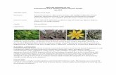 WRITTEN FINDINGS OF THE WASHINGTON STATE NOXIOUS … · 2019-10-08 · WRITTEN FINDINGS OF THE . WASHINGTON STATE NOXIOUS WEED CONTROL BOARD . July 2013 . Scientific name: Ficaria