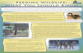 Feeding Wildlife: What You Should Know · Feeding Wildlife: What You Should Know Human Food Was Not Made For Wildlife - Human food can lead to diseases in wildlife. Most human food