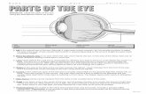 Name Date Period PARTS OF THE EYE - Weebly · Name _____Date _____Period _____ PARTS OF THE EYE Iris pupil Blind spot lens optic nerve cornea retina photoreceptors A. Iris is the