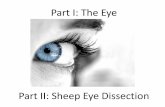 Part I: The Eye - OKALOOSA SCHOOLS · Aqueous Humor, Ciliary Muscle, Lens Aqueous Humor-nutritious fluid between the iris and the cornea.As we age, it breaks down and we begin to