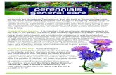 perennials general care - Bordine’sWinter: Mulch your perennials with 4-6" of a light mulch for winter protection. Ideal materials include straw, pine straw mulch and cut evergreen